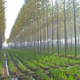 Illustration for article titled This Man Wants to Genetically Engineer Trees to Save the World